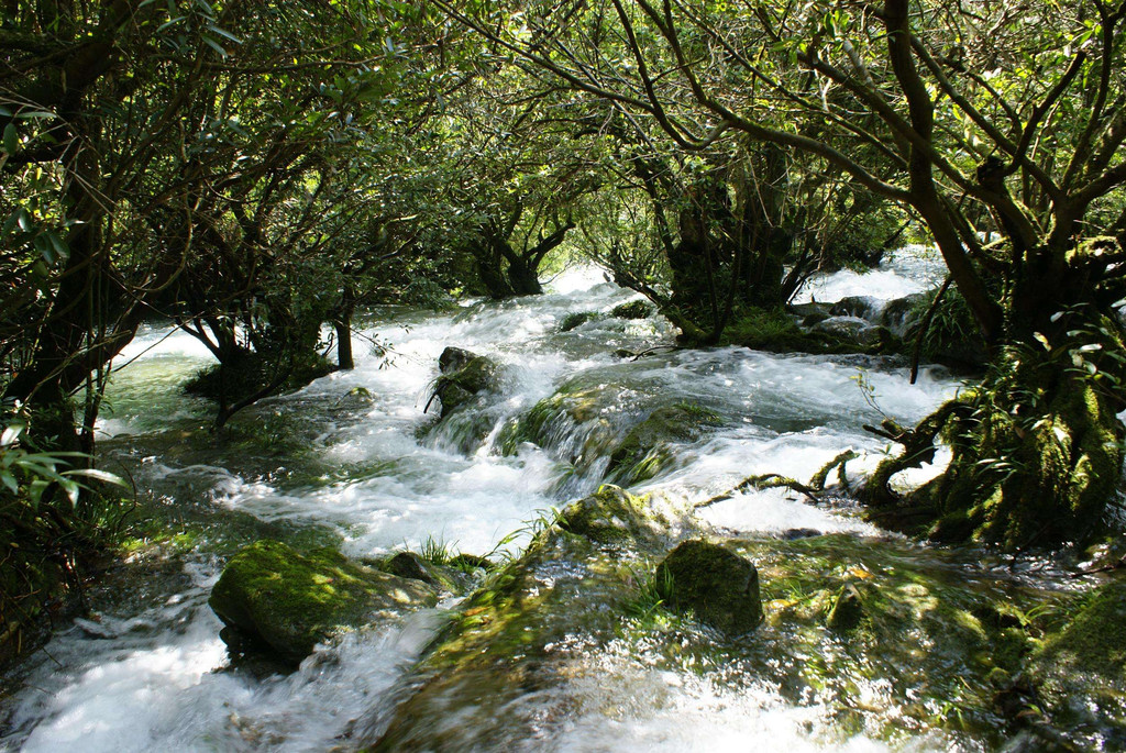 小七孔水上森林