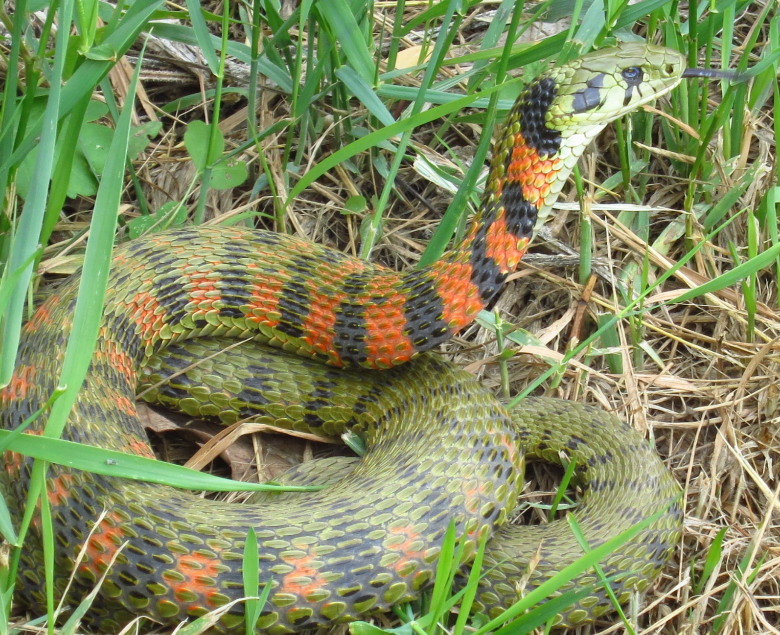 tigrinus /i>),是水游蛇科颈槽蛇属的一种毒蛇,别名包括虎斑游蛇,鸡冠