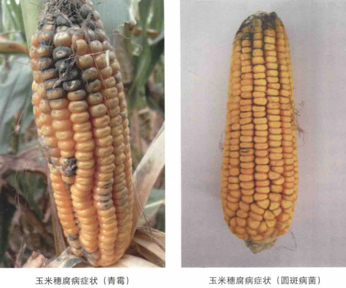  p data-id="gnbhh7sspe">玉米穗腐病又称赤霉病,果穗干腐病,是由禾谷