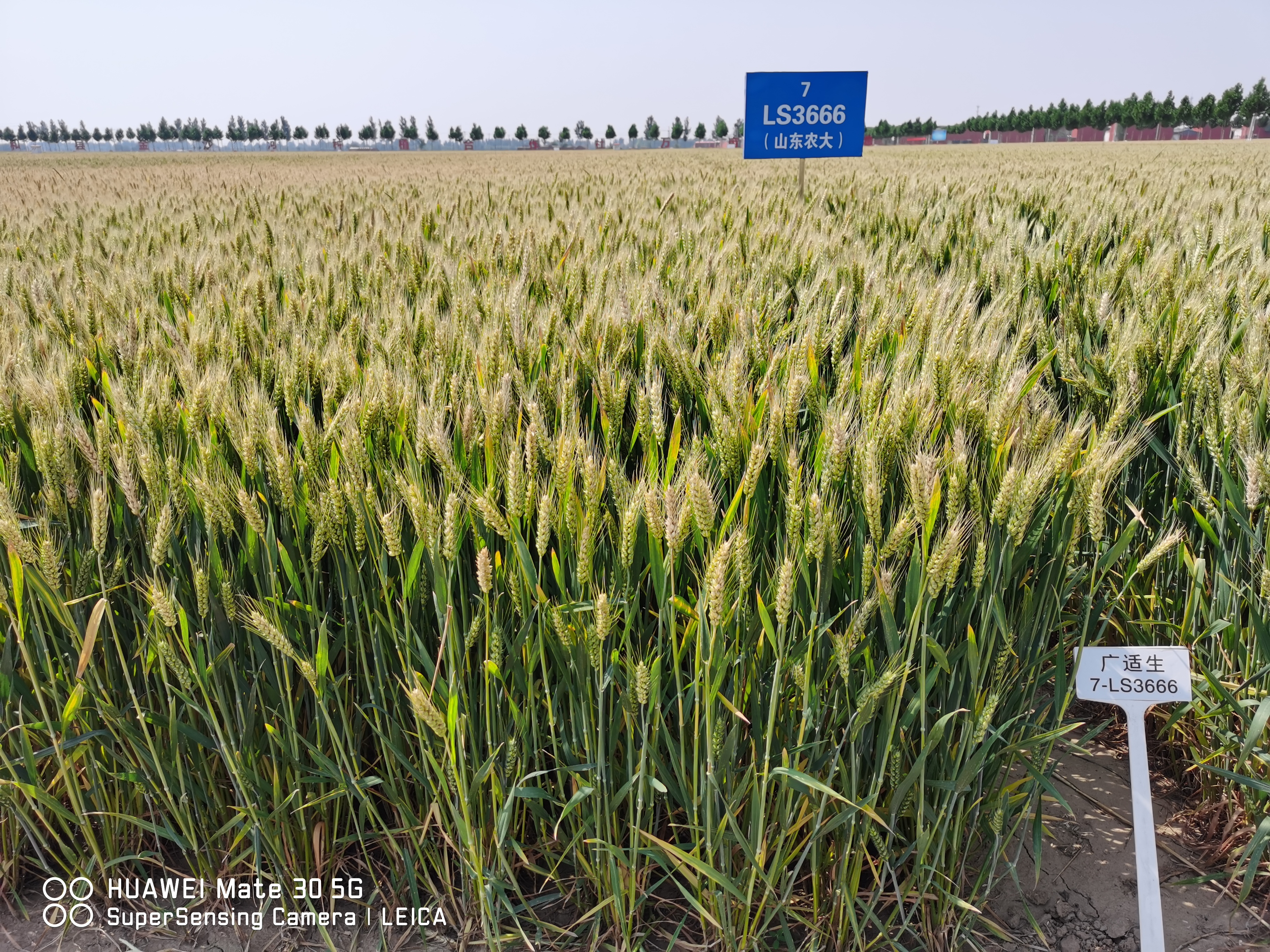 小麦品种, b>育种者: /b> a target="_blank" href="/item/山东农业