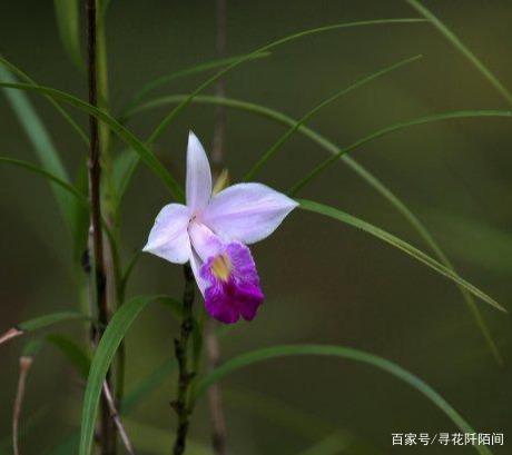 竹叶兰，一种长的像杂草，但在开花一瞬间便能惊艳到你的美丽花儿_百科TA说