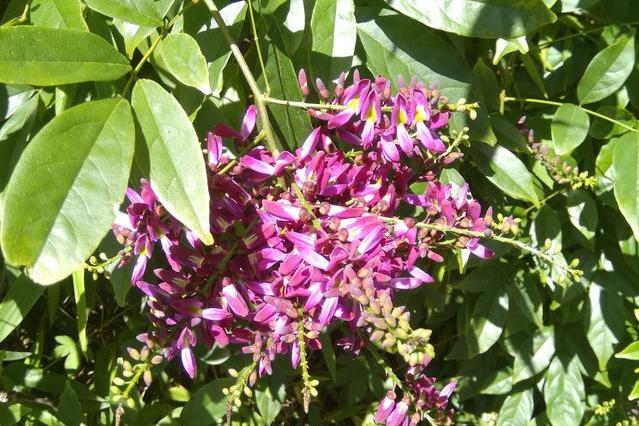  p data-id="gnvee7ezif">紫花崖豆藤( i>wisteriopsis kiangsiensis 