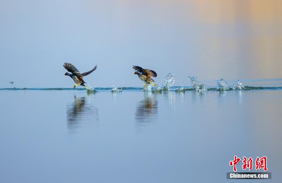 江苏泗洪：百万候鸟云集洪泽湖湿地_百科TA说