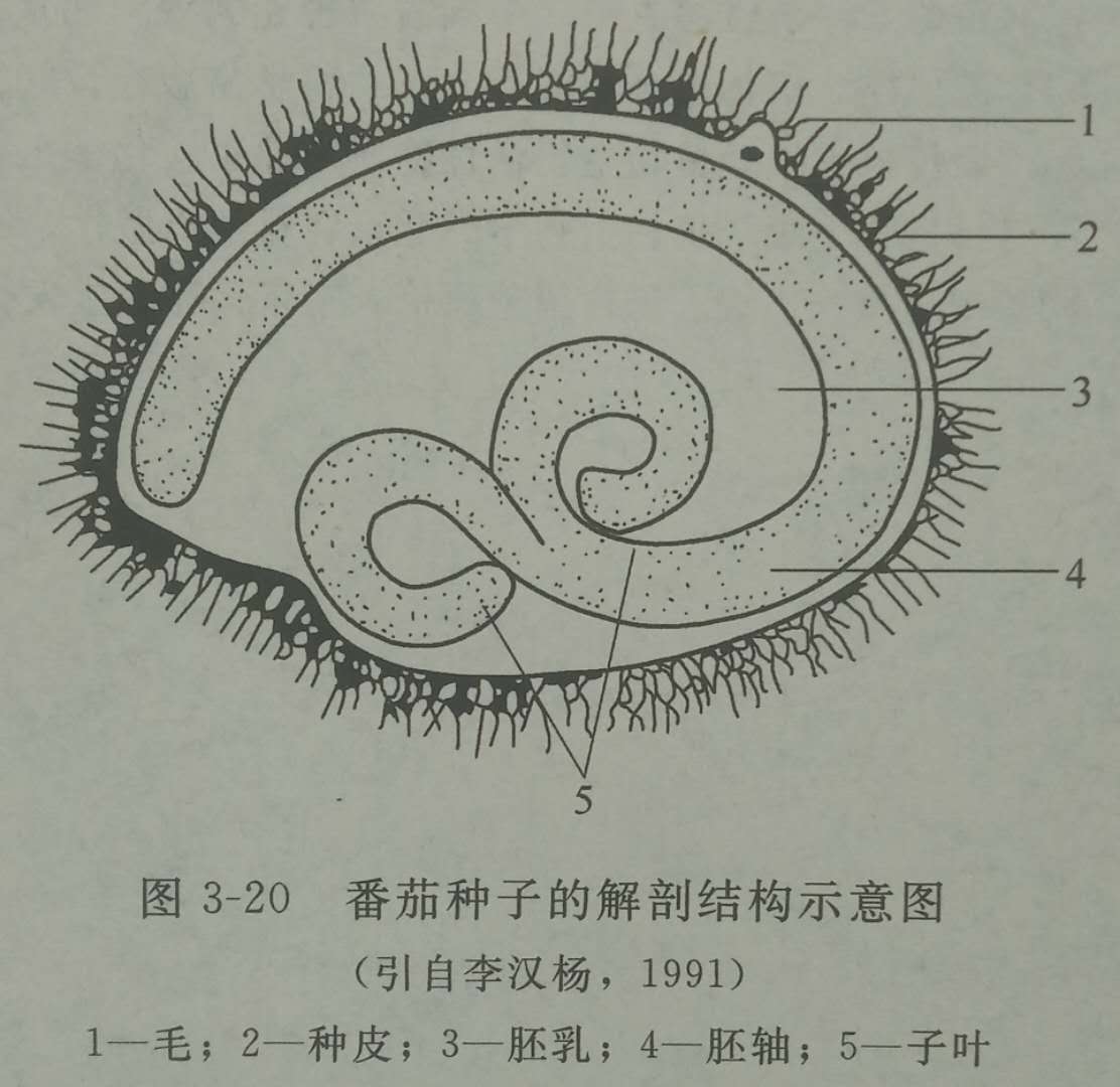  p>番茄(学名: i>lycopersicon esculentum /i>),即西红柿,是 a