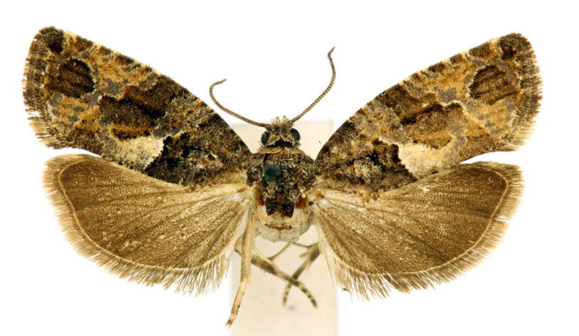  /i>(liu et bai,1985), a target="_blank" href="/item/卷蛾科