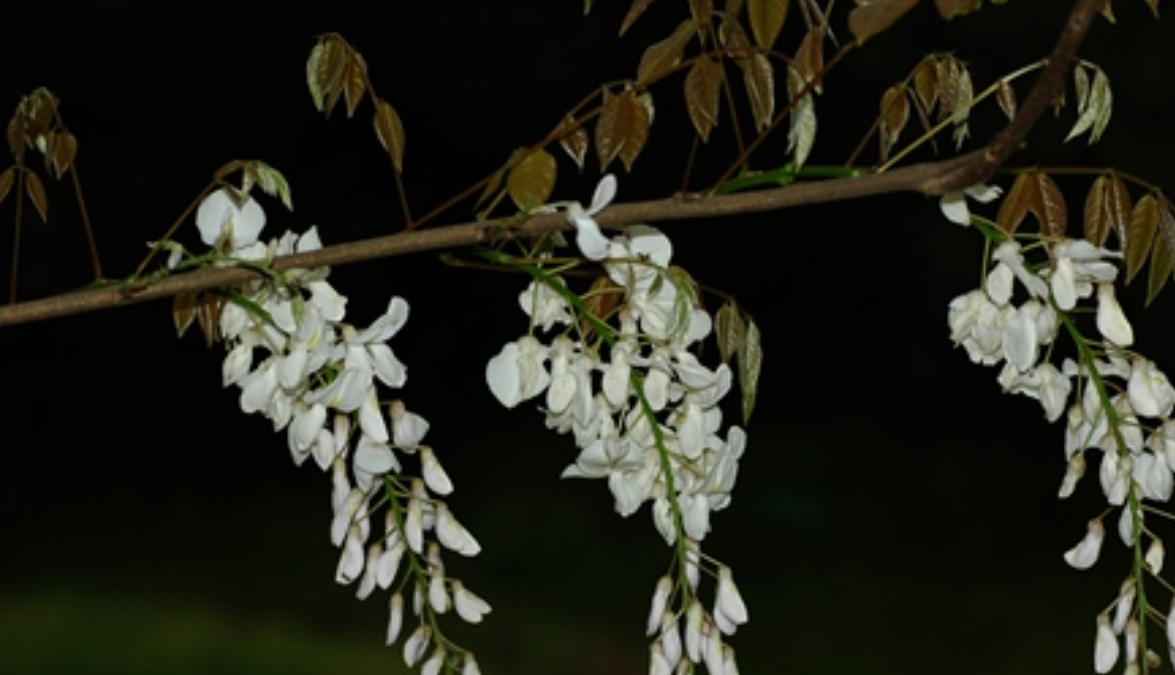 白花紫藤(变型)