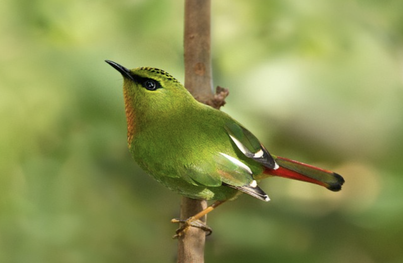  p>火尾绿鹛(学名: i>myzornis pyrrhoura /i>)是莺科,绿鹛属小型鸟类