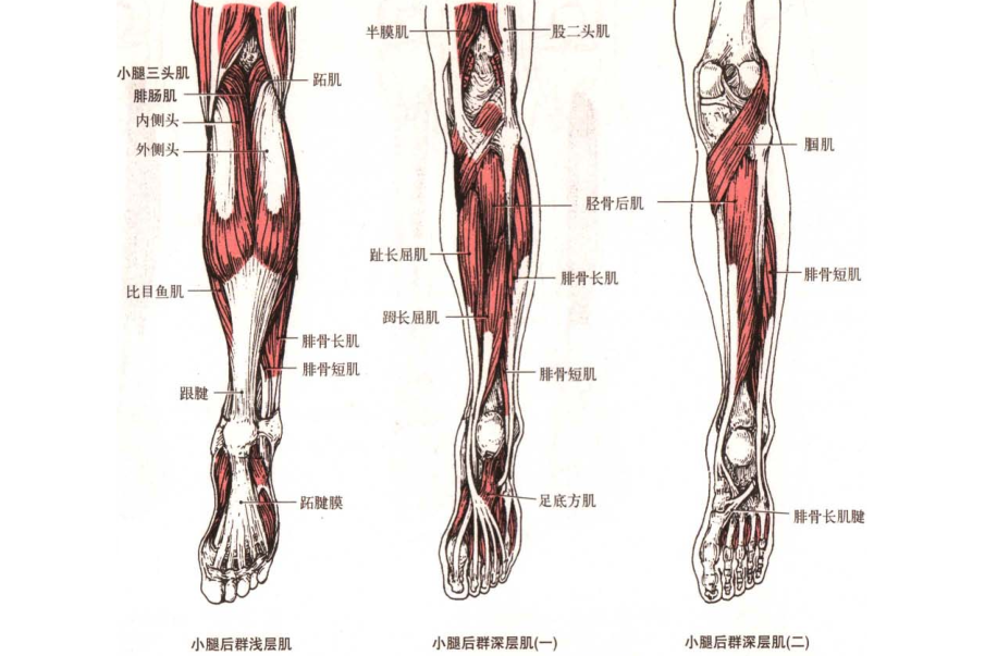  p>小腿,是人体腿部"膝盖以下, a target="_blank" href="/item/脚踝