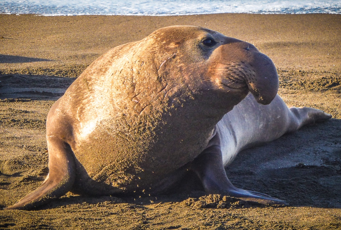  p>北象海豹(学名: i>mirounga angustirostris /i>):海豹科,象海豹属