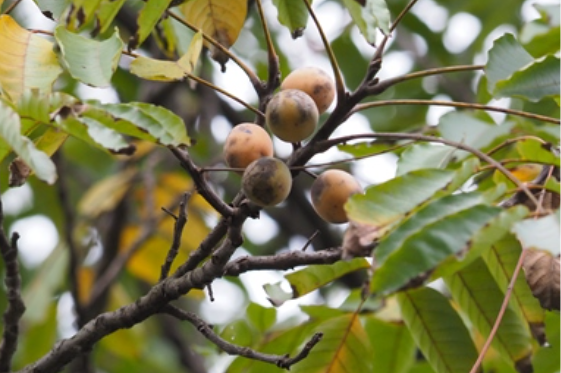 hill),漆树科南酸枣属 a target="_blank" href="/item/落叶乔木