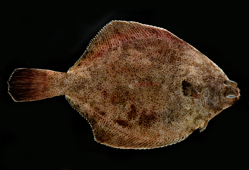  p>角木叶鲽(学名: i>pleuronichthys cornutus /i>)是鲽科,木叶鲽属