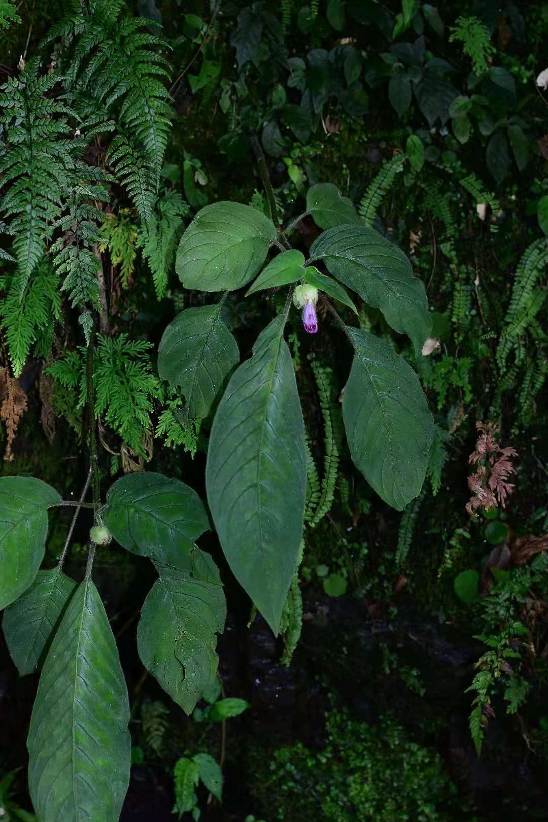 广东半蒴苣苔(变种)