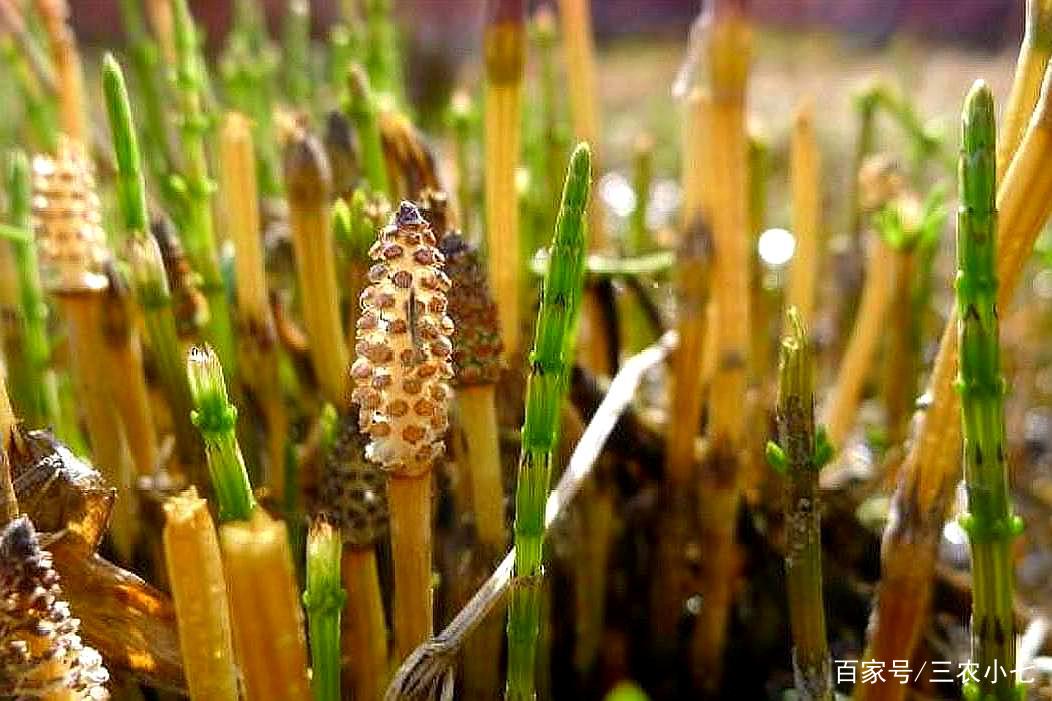 问荆能吸黄金？凭它能找到金属矿藏，却被年年铲除_百科TA说