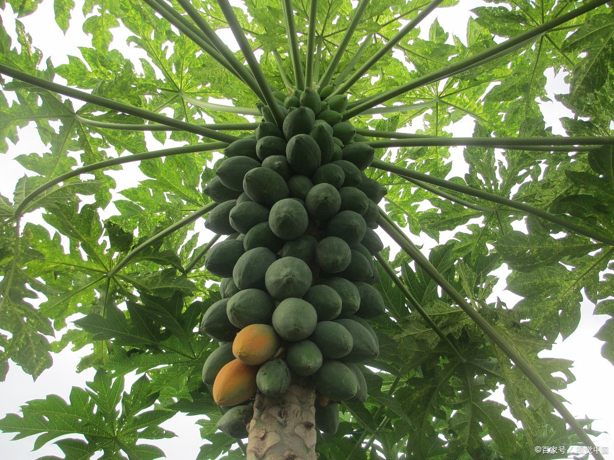 它温能通肌肉之滞 祛筋骨之风湿 醒脾胃 止转筋 脚痹得之则安 百科ta说