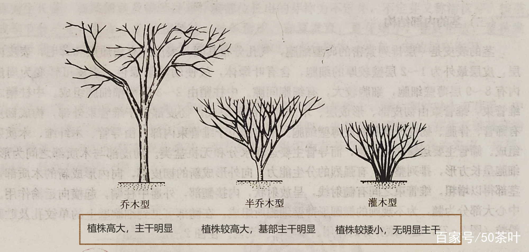茶树简介（植物学分类、原产地、茶树的根、茎、叶）_百科TA说