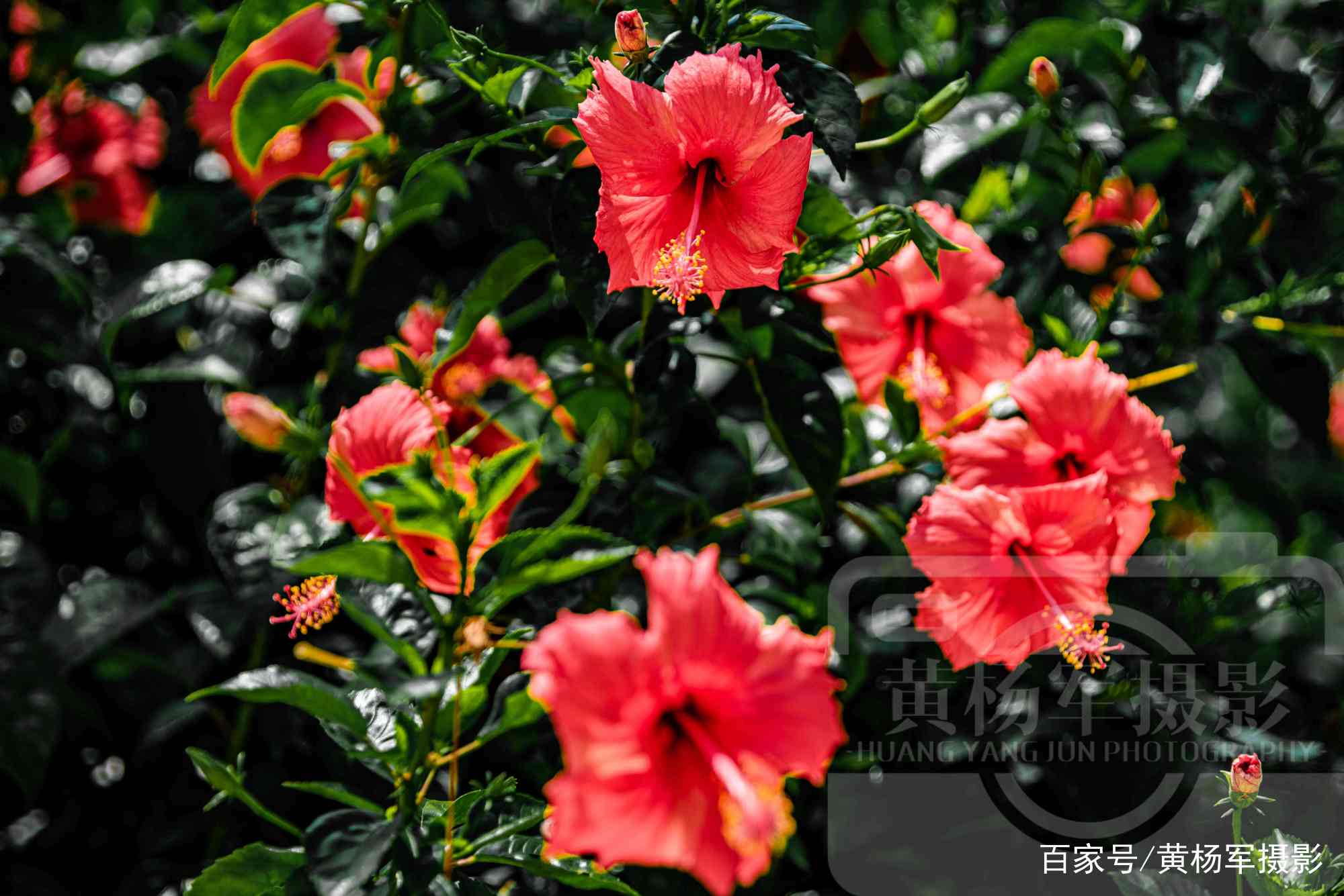 阳光下娇美绽放的扶桑花，红艳迷人的花朵非常好看_百科TA说