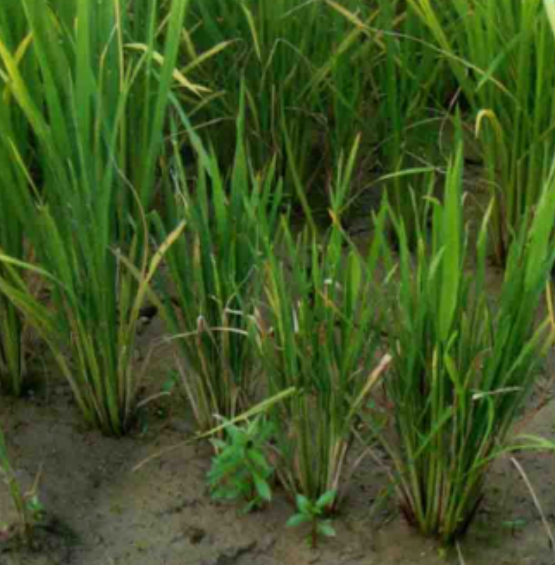 水稻黑条矮缩病是由南方水稻黑条矮缩病毒引起的,发生在水稻的病害