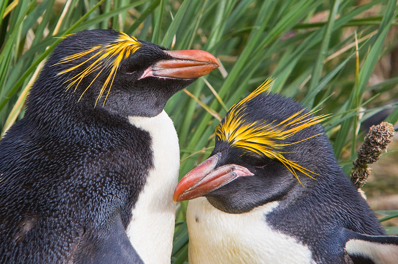  p>马可罗尼企鹅(学名: i>eudyptes chrysolophus /i>):是鸟纲,企鹅科