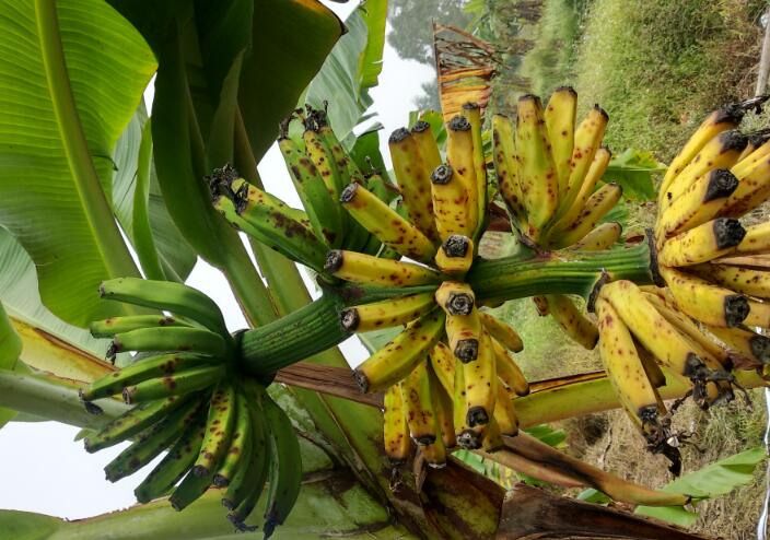 熟果腐烂病,是由芭蕉炭疽菌侵染所引起的,发生在香蕉上的一种病害