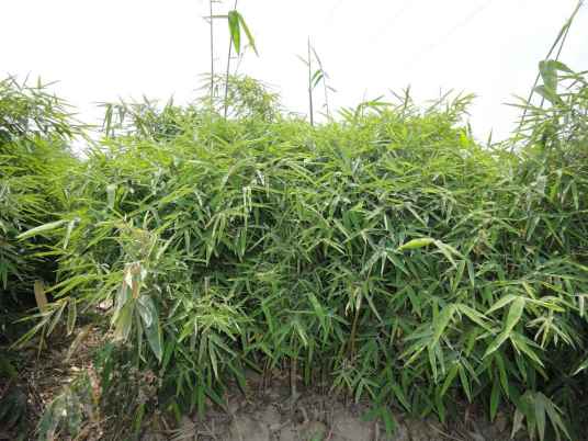 龙竹_百度百科