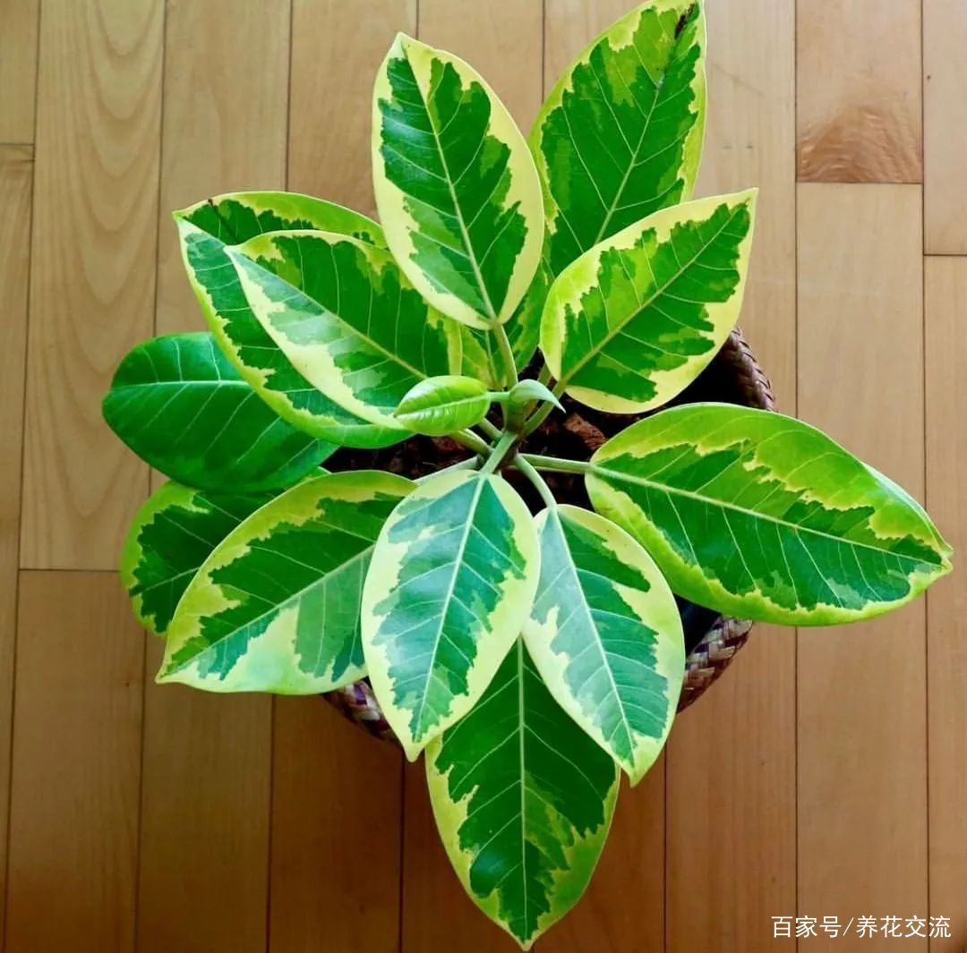 美如画的榕属植物，这几个花叶榕树品种很值得“珍藏”_百科TA说