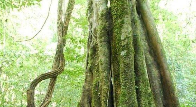 是四数木科四数木属植物,落叶大乔木,高25-45米,枝下高20-35米,树干