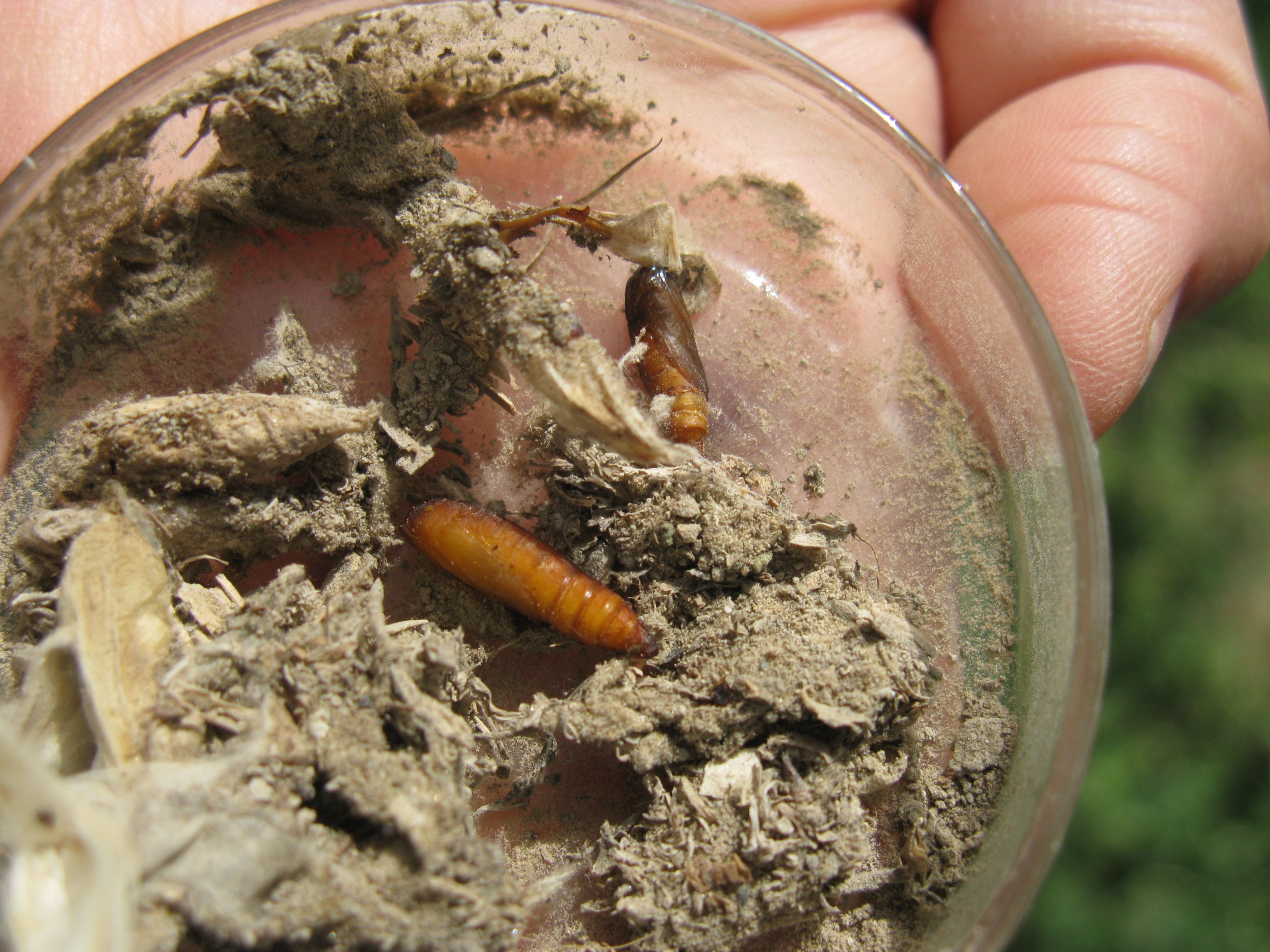 sticticalis ), a target="_blank" href="/item/螟蛾科/6244151"