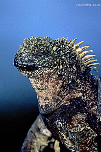  p>海鬣蜥(学名: i>amblyrhynchus cristatus /i