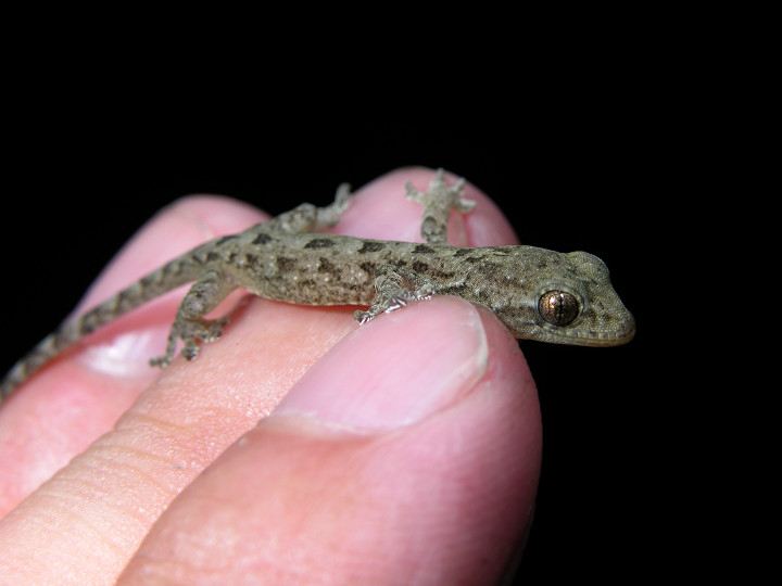  p>铅山壁虎为爬行动物.