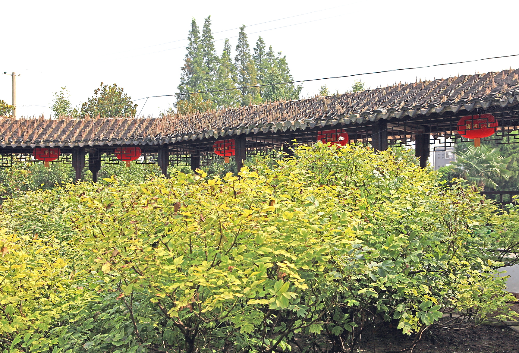 便仓枯枝牡丹园