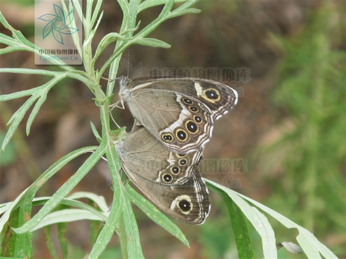 artemisia verlotorum