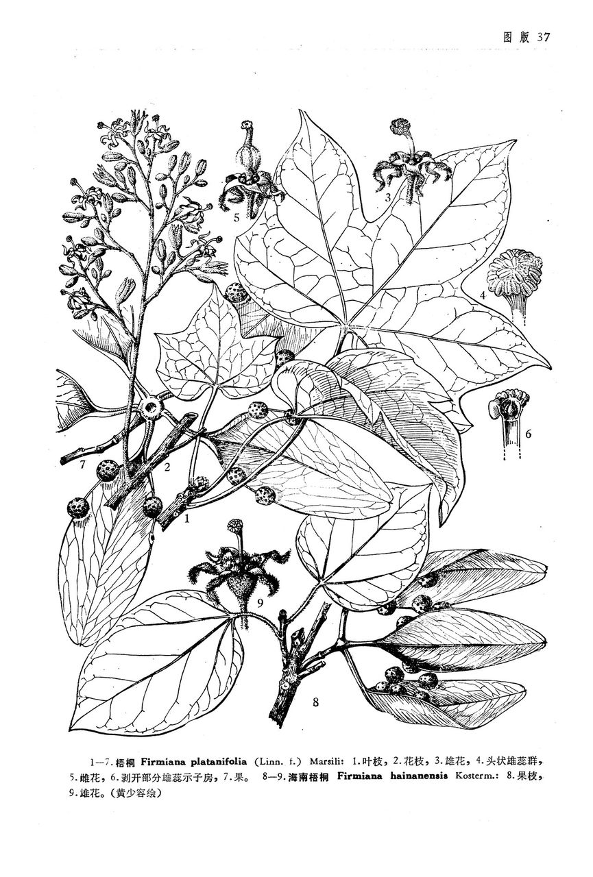  p>海南梧桐(学名:firmiana hainanensis kosterm.