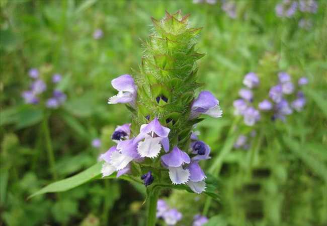  p>夏枯草(学名: i>prunella vulgaris  /i>l),别名:麦穗夏枯草,铁线
