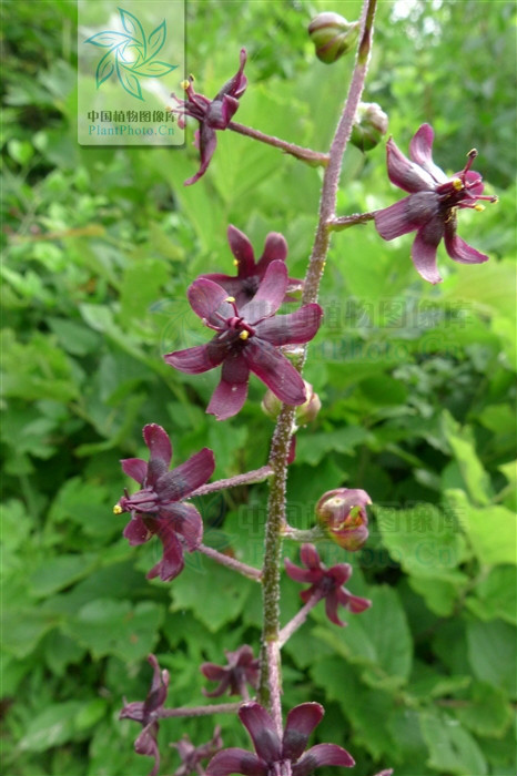  p>毛穗藜芦 i>(veratrum maaekii) /i>,又称马氏葵芦,是 a href="#"