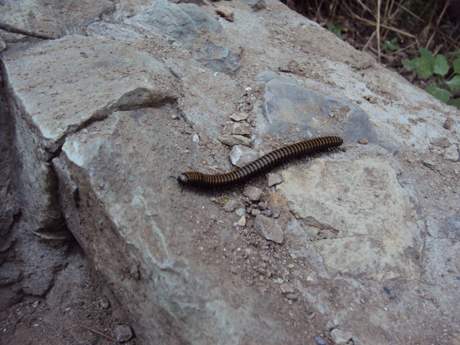  p>巨马陆属于节肢动物门 a>多足纲 /a>,多分布在 a href="#" data