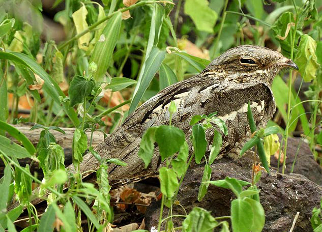  p>欧夜鹰(学名: i>caprimulgus europaeus /i>):体重75-100克,体长26