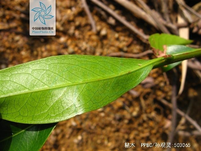  p>粘木(学名: i>ixonanthes /i>  i>reticulata /i> jack)是古柯科