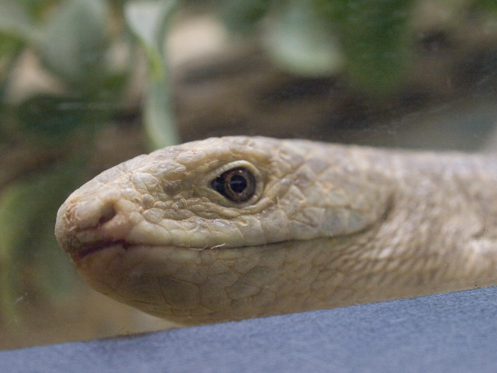  p>细脆蛇蜥是一种无四肢的蜥蜴,外观似蛇.