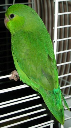  p>太平洋鹦哥(学名: i>forpus coelestis /i>)是一种小鹦鹉,体羽主要