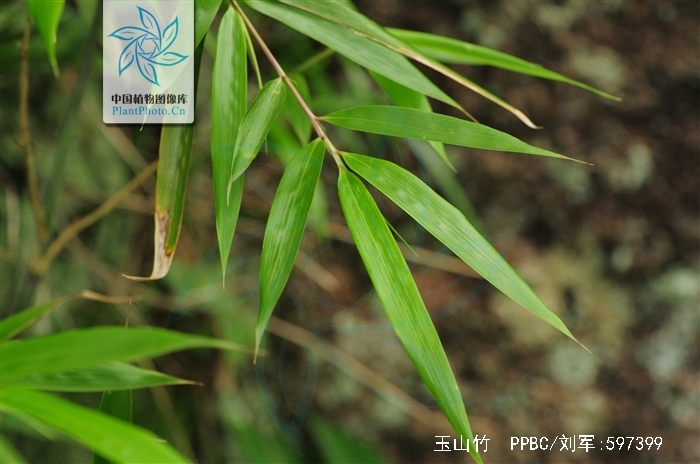  p> a href="#" data-lemmaid="2515143">玉山竹 /a>,学名:yushania