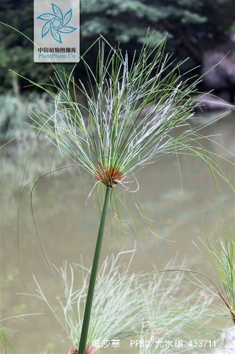  p>纸莎草(学名: i>cyperus papyrus /i> l.