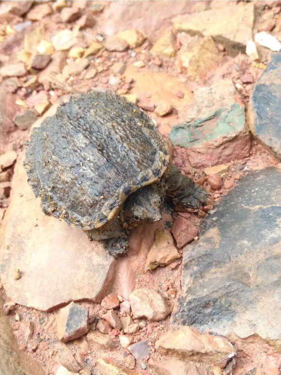  p>南美拟鳄龟,属于三个拟鳄龟亚种之一,生活在南美洲,因 a target="