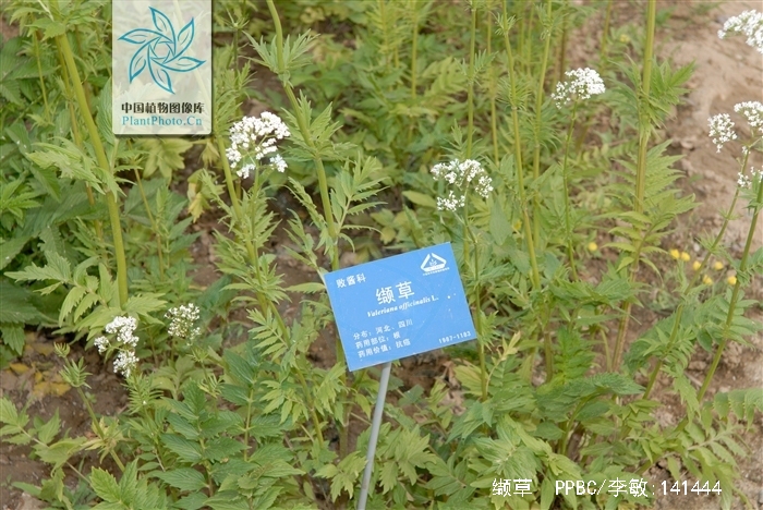  p>缬草(拉丁学名: i>valeriana officinalis /i> l.