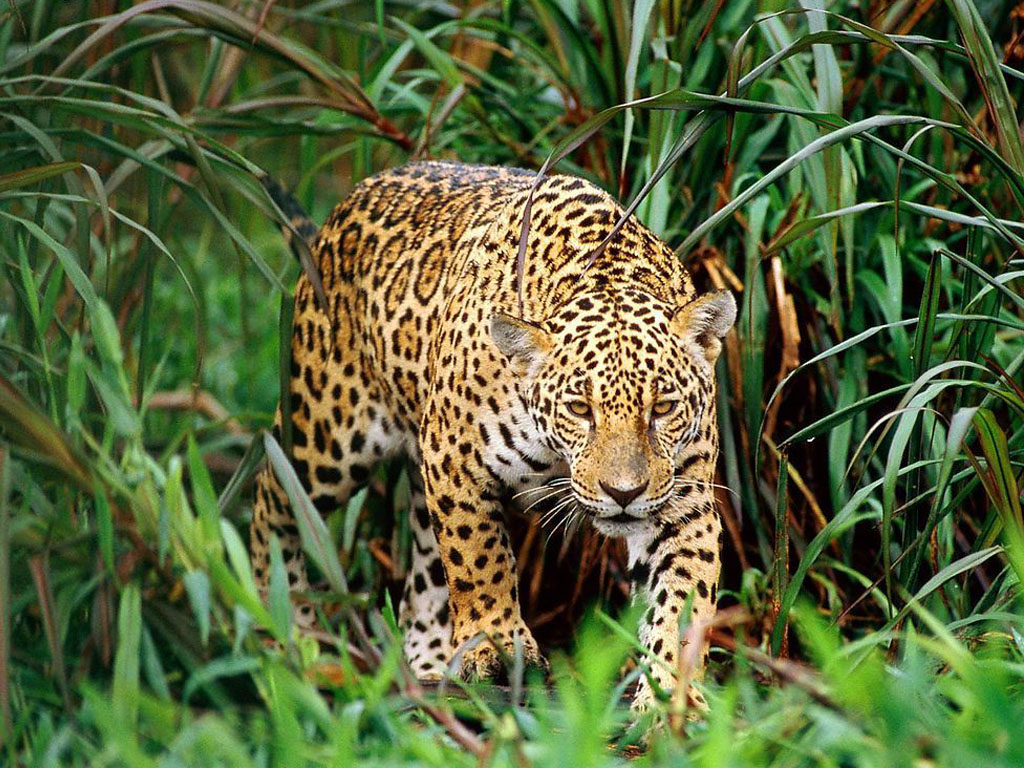  p>脊椎动物(vertebrate)是指有脊椎骨的动物,是 a href="#" data