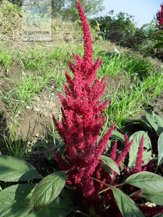  p>千穗谷( i>amaranthus hypochondriacus  /i>l.