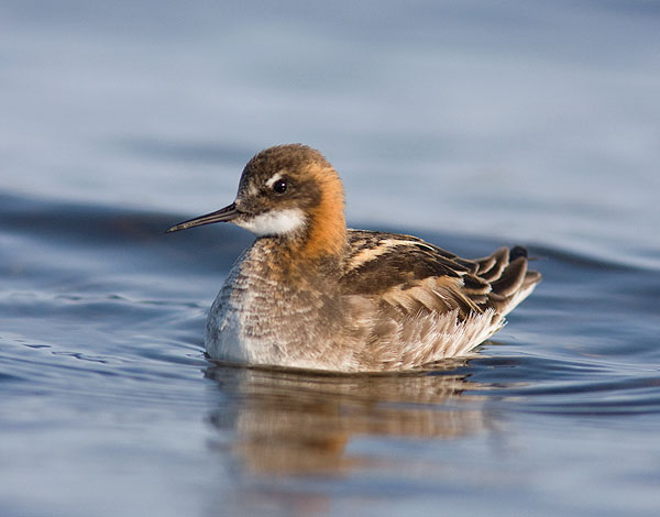  /a>, a href="#" data-lemmaid="16615978">瓣蹼鹬属 /a>的小型水禽