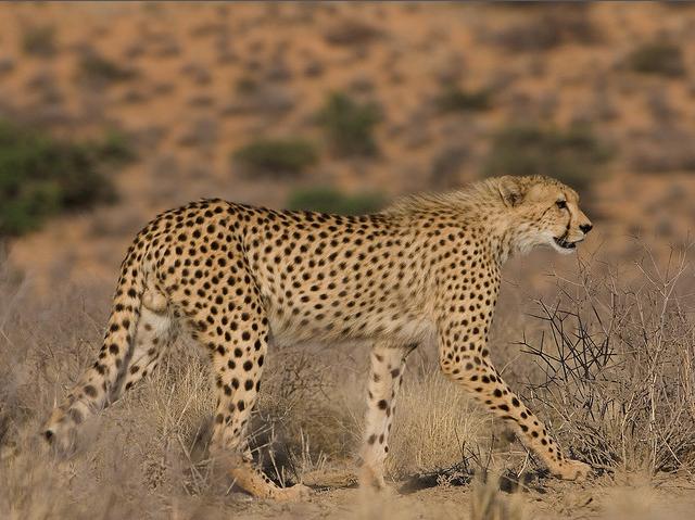 jubatus /i>):又称 a target="_blank" href="/item/印度豹/6215359"