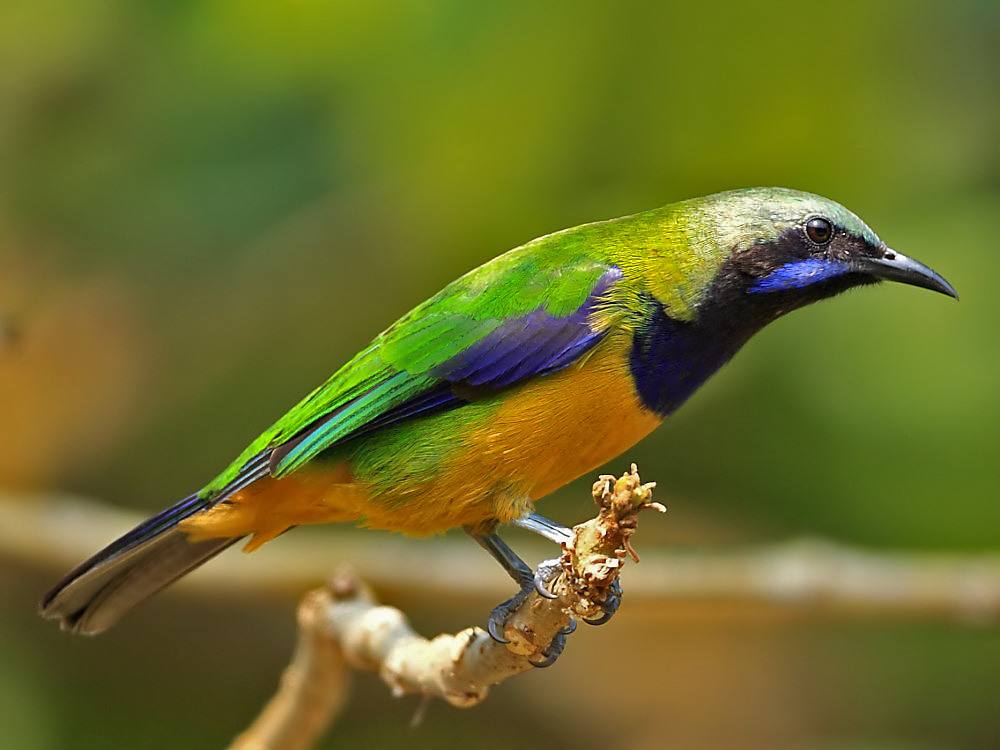 seidae)又名 a href="#" data-lemmaid="11217140">绿叶鸟科 /a>,共1