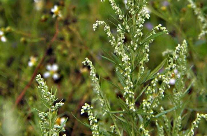  p>白蒿花原形态大籽蒿 一二年生草本,高50-150cm.主根单一,狭纺锤形.