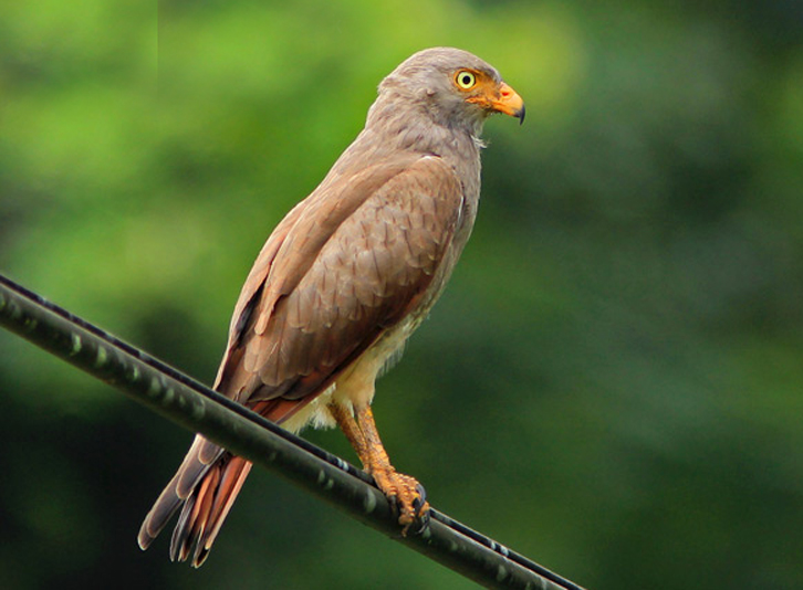  p>棕翅鵟鹰(学名: i>butastur liventer /i>)体型与鹰相近,身材,尾羽